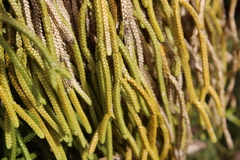 Phlegmariurus billardierei