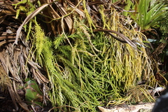 Phlegmariurus billardierei