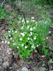 Stellaria radians