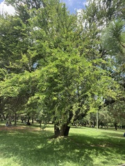 Pithecellobium dulce