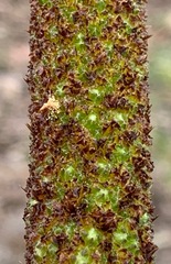 Xanthorrhoea minor lutea