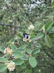 Copestylum violaceum