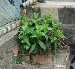 Centranthus ruber