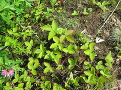 Fragaria orientalis