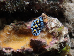 Phyllidia picta