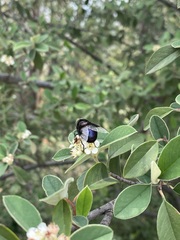 Copestylum violaceum