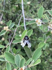 Copestylum violaceum