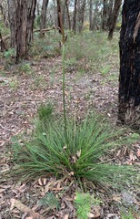 Xanthorrhoea minor lutea