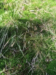 Avenella flexuosa