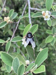 Copestylum violaceum