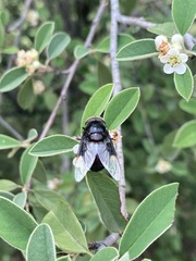 Copestylum violaceum