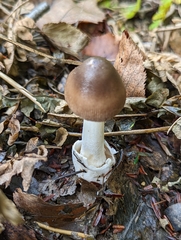 Amanita fulva