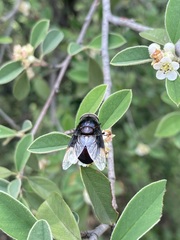 Copestylum violaceum