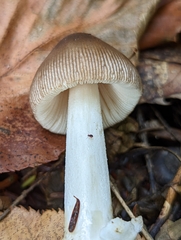 Amanita fulva