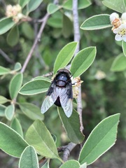 Copestylum violaceum