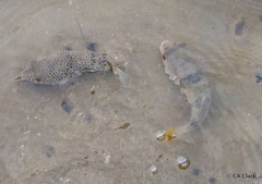 Marilyna pleurosticta