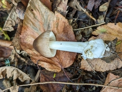 Amanita fulva