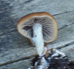 Psilocybe subaeruginosa