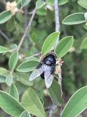 Copestylum violaceum