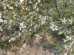 Leptospermum coriaceum