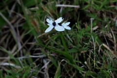 Wurmbea biglandulosa