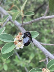 Copestylum violaceum
