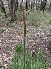 Xanthorrhoea minor lutea