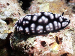 Phyllidiella pustulosa