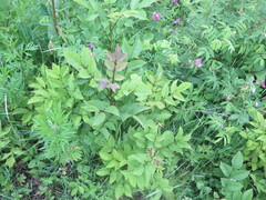 Fraxinus mandshurica