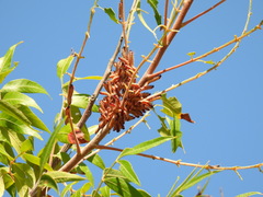 Rhus lanceolata