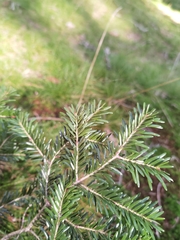 Abies alba