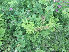 Fraxinus mandshurica