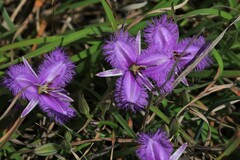 Thysanotus tuberosus