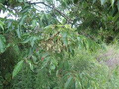 Fraxinus mandshurica