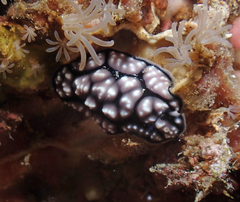 Phyllidiella pustulosa