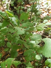 Corylus cornuta