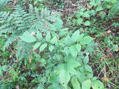 Fraxinus mandshurica