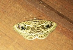 Calliodes appollina