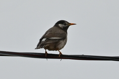 Spodiopsar cineraceus