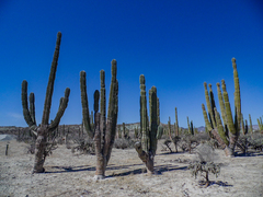 Pachycereus pringlei