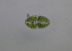 Cosmarium