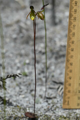 Caleana nigrita