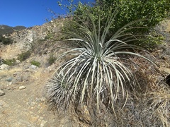 Hesperoyucca