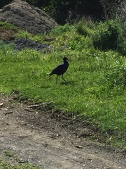 Porphyrio melanotus melanotus