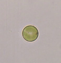 Chlorella