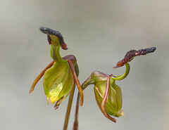 Caleana nigrita