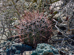 Ferocactus emoryi rectispinus