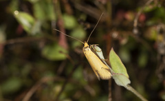 Philobota protecta