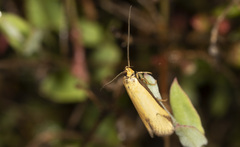 Philobota protecta