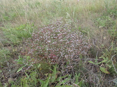 Goniolimon besserianum